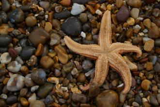 Starfish in beach