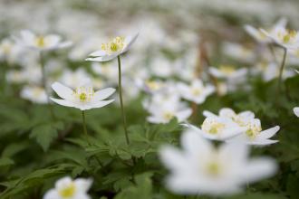 Wood Anemone