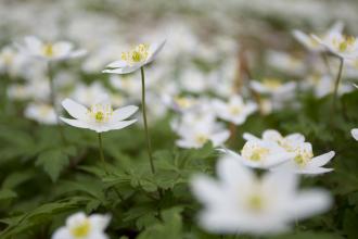 Wood Anemone 