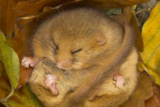 Dormouse sleeping