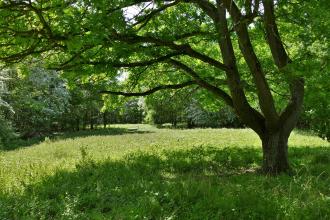 Stow Maries Halt glade