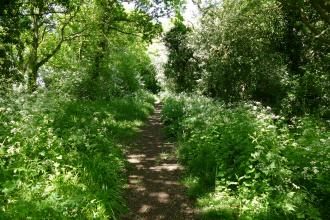 Maldon Wick 