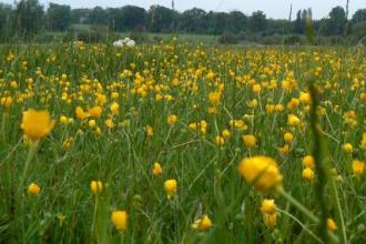 Hunsdon Mead Nature Reserve