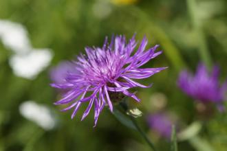 Knapweed