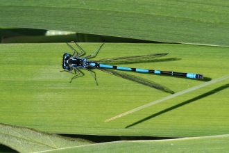 Variable damselfly