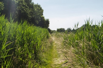 Cranham Marsh