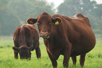 Roding Valley Cow