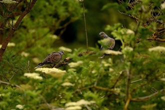 Turtle Doves at Wrabness