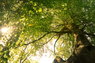 Beech
