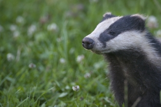 Badger