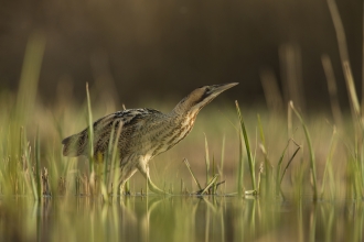 Bittern 