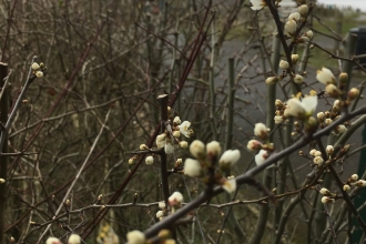 Blackthorn Blossom