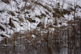 Snipe in Snow