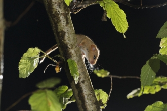 Dormouse