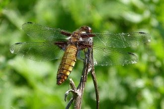 Broad Bodied Chaser