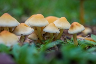 Sulphur tuft mushrooms