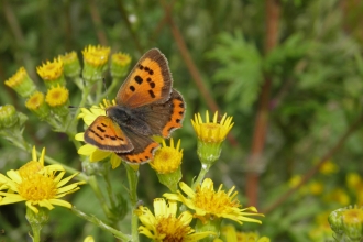 Small Copper