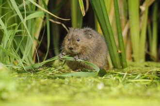 Water Vole