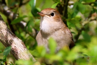 Nightingale Photo Credit- Andrew Goldmsith