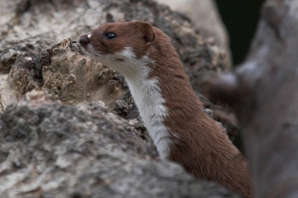Weasel