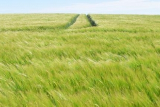 Crop field at Abbotts Hall Farm