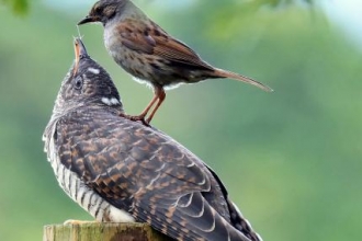 Cuckoo chick