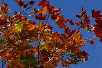 Autumn colours