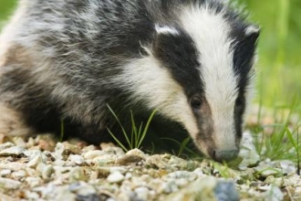 Badger