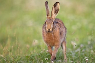 Brown Hare