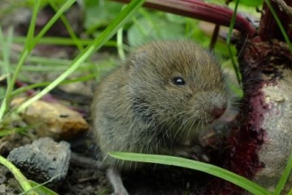 Bank Vole eating a Beetroot