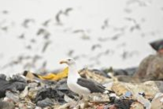 Gull on landfill