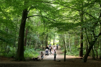 Thorndon Country Park