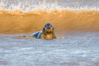 Grey seal