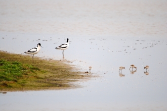 Avocets