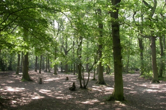 Belfairs Wood