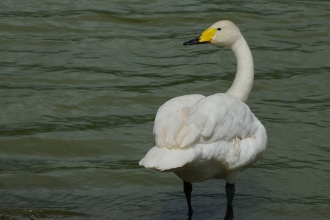 Bewick's Swan