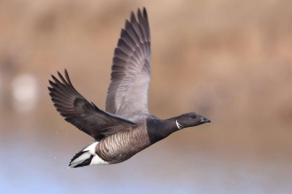 Brent Goose