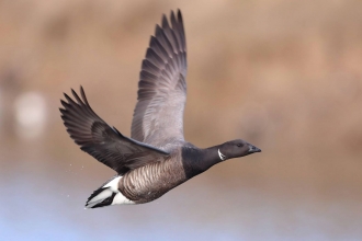 Brent Goose 