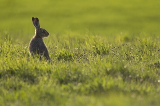 Brown Hare