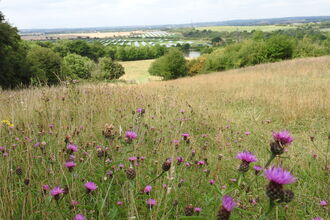 Langdon Grassland