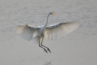 Great White Egret