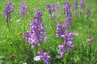 Green Winged Orchids