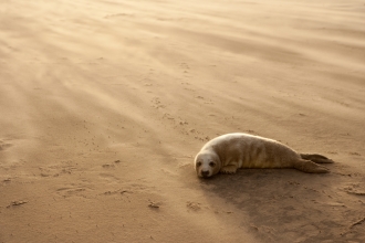 Grey seal pup