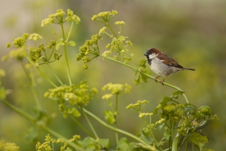 House Sparrow