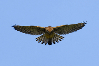 Kestrel hovering