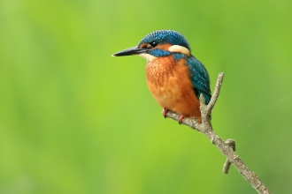 Kingfisher