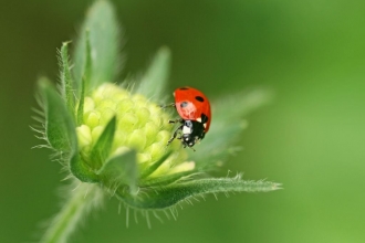 Ladybird