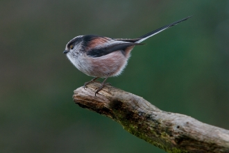 Long-tailed tit