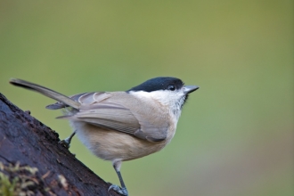 Marsh Tit