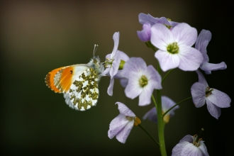 Orange tip on cuckoo flower